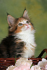 Maine Coon Ktzchen