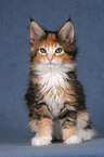 Maine Coon Ktzchen