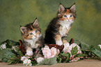 2 Maine Coon Ktzchen