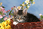 Maine Coon Ktzchen