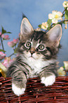 Maine Coon Ktzchen