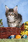 Maine Coon Ktzchen an Ostern