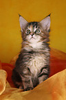 Maine Coon Ktzchen