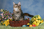 junge Maine Coon an Ostern