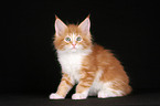 Maine Coon Ktzchen