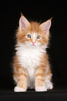 Maine Coon Ktzchen