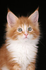 Maine Coon Ktzchen