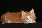 Maine Coon Ktzchen