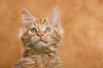 Maine Coon Portrait