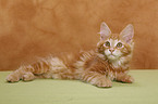 Maine Coon Ktzchen