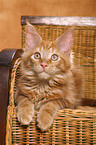 Maine Coon Ktzchen