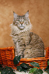 Maine Coon