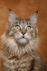 Maine Coon Portrait