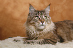 Maine Coon