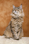 Maine Coon