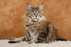 Maine Coon