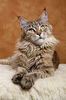 Maine Coon