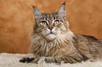 Maine Coon