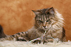 Maine Coon