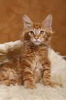 Maine Coon Ktzchen