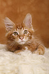 Maine Coon Ktzchen