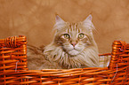 Maine Coon im Krbchen