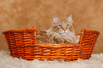 Maine Coon im Krbchen