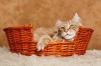 Maine Coon im Krbchen