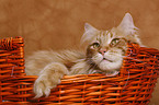 Maine Coon im Krbchen