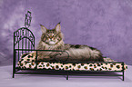 Maine Coon