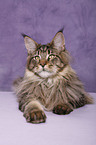 Maine Coon