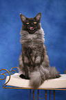 sitzende Maine Coon