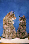 Maine Coons