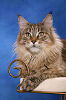 liegende Maine Coon