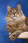 liegende Maine Coon