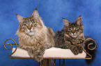 Maine Coons