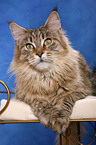 liegende Maine Coon