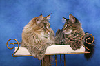 Maine Coons