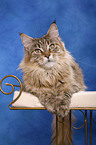 liegende Maine Coon