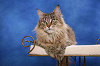 liegende Maine Coon