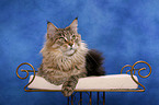 liegende Maine Coon