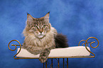 liegende Maine Coon