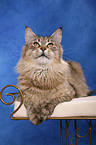 liegende Maine Coon