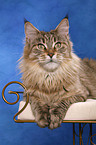 Maine Coon