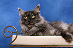 liegende Maine Coon