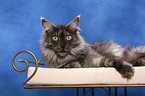 liegende Maine Coon