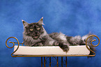 liegende Maine Coon