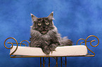 liegende Maine Coon