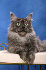 liegende Maine Coon