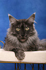 liegende Maine Coon